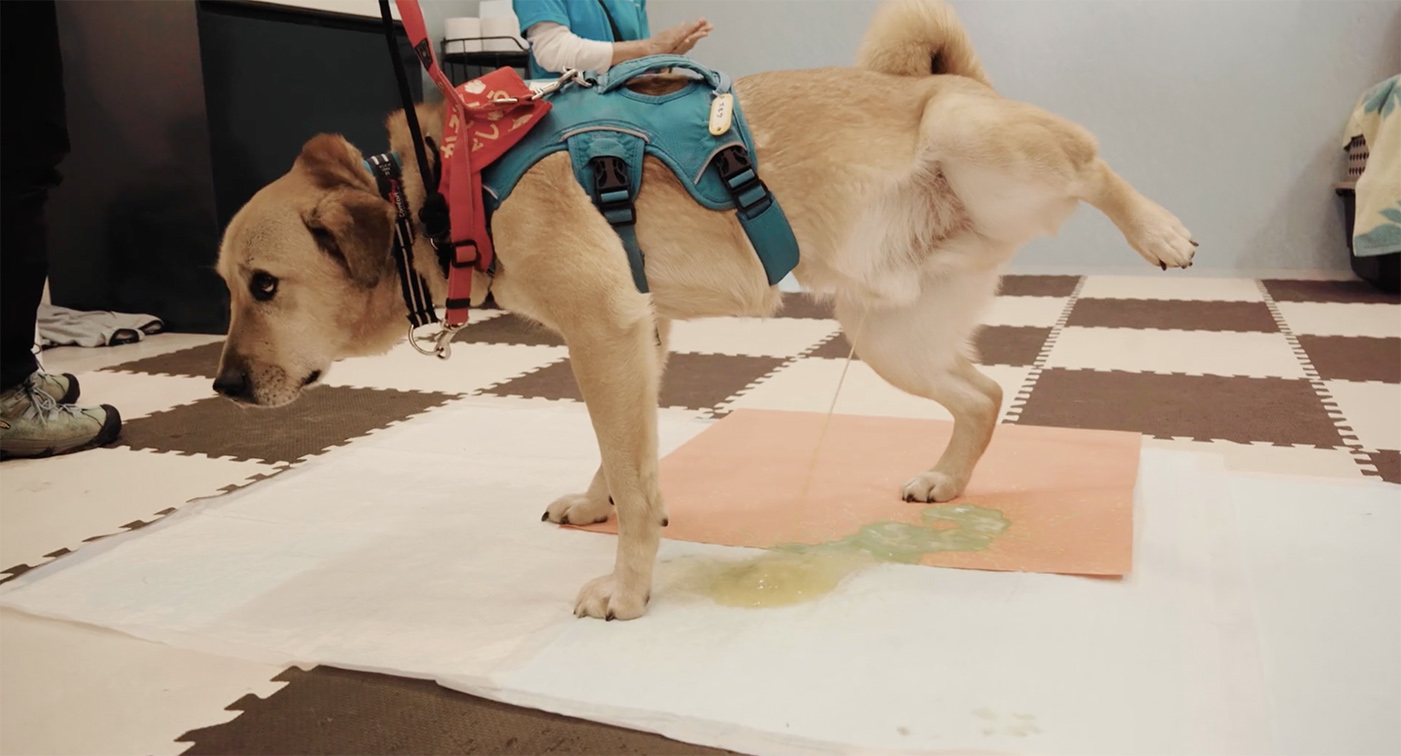 Peace Wanko & Wunderman Thompson Tokyo continue Barksy’s Dog MasterPees Collection