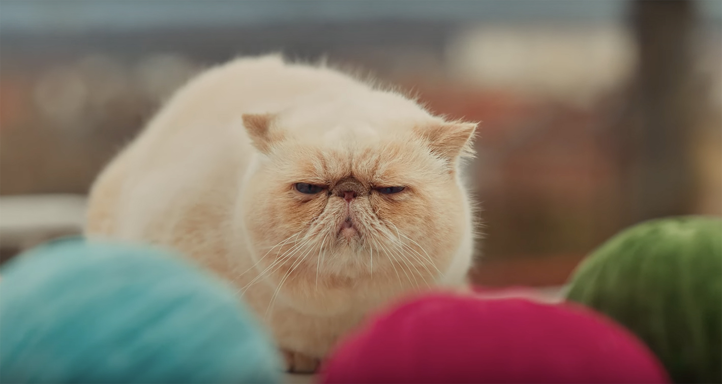 The Samsung Neo QLED 8K TV wows the world’s grouchiest cat in new BBH Singapore spot