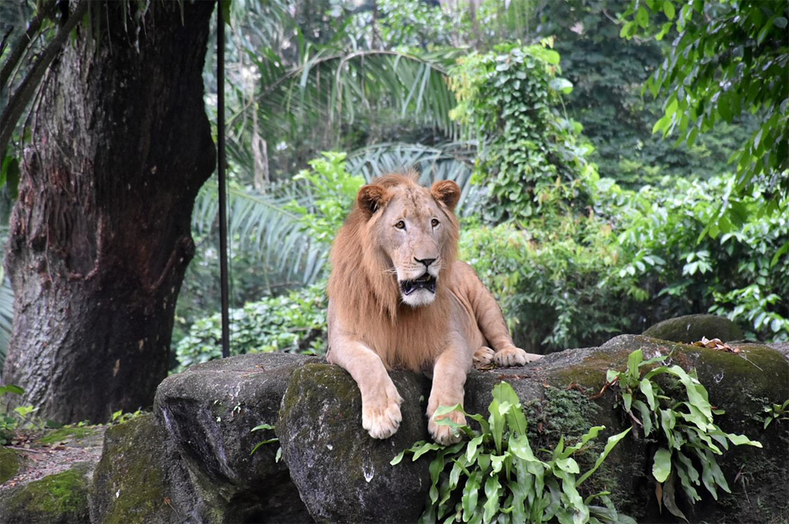 Publicis Groupe Singapore adopts Simba the lion