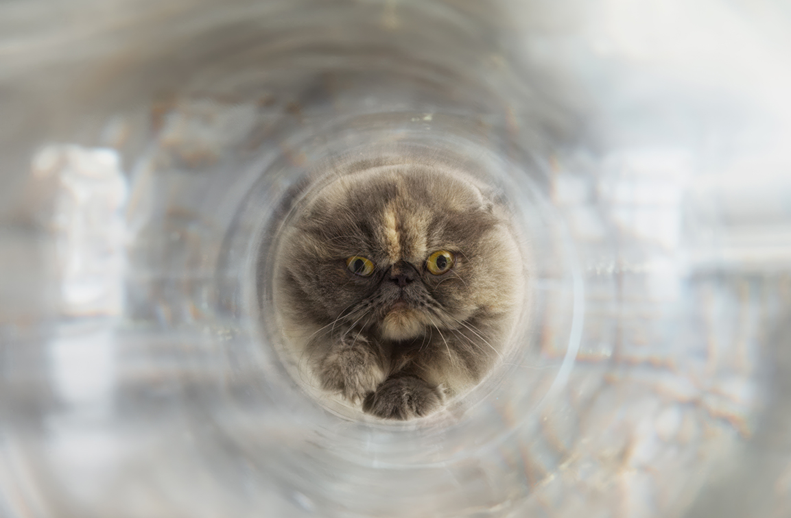 BBH Singapore x Publicis and Income Insurance compare the flexibility of cats to investments via latest spot