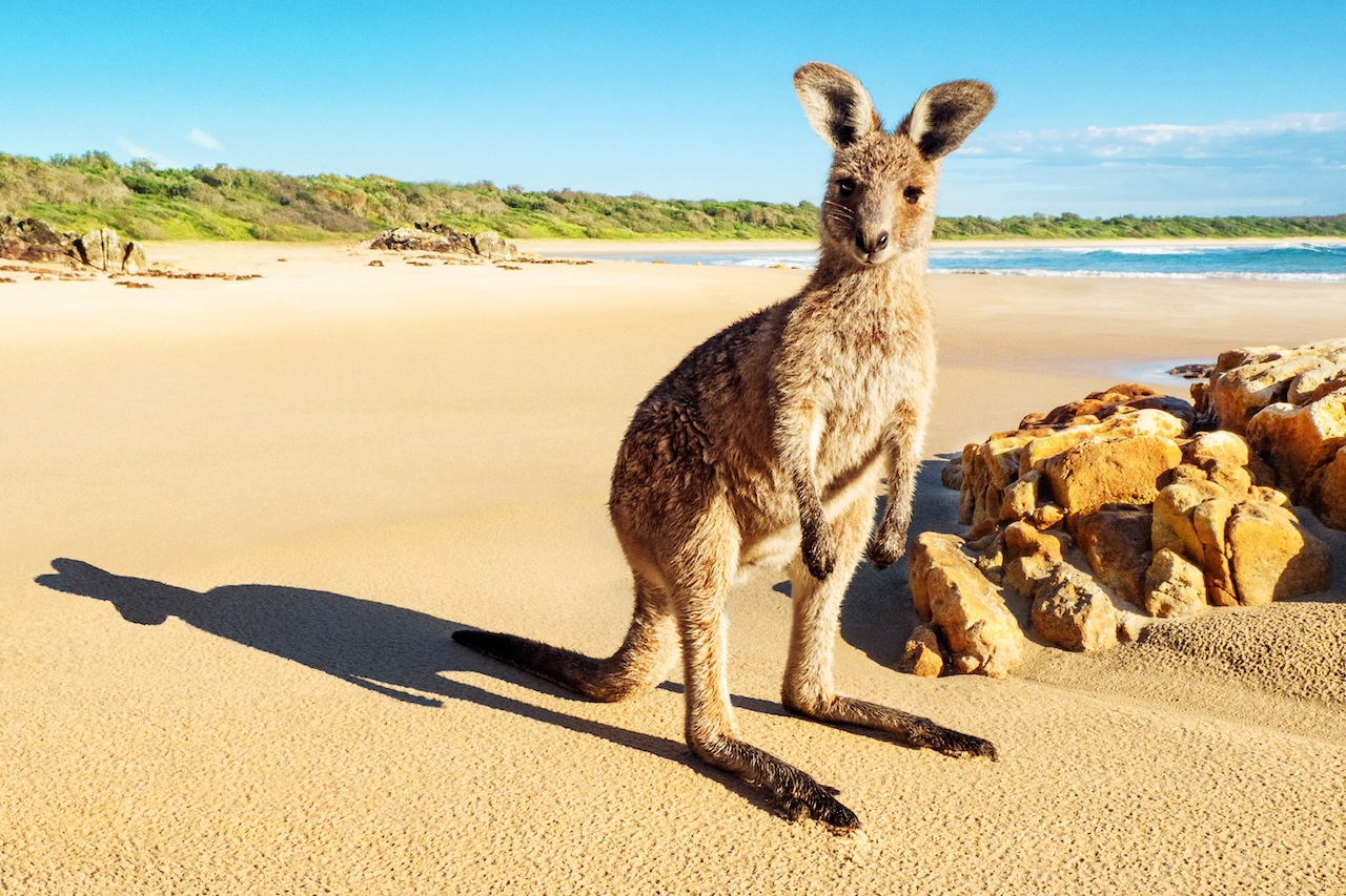 Tourism Australia appoints Accenture Song, The Monkeys and Droga5 for creative and digital