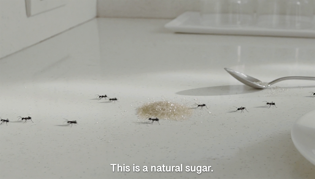 Dentsu Thailand’s spot for Wangkanai Organic Sugar has you asking where the ants are going