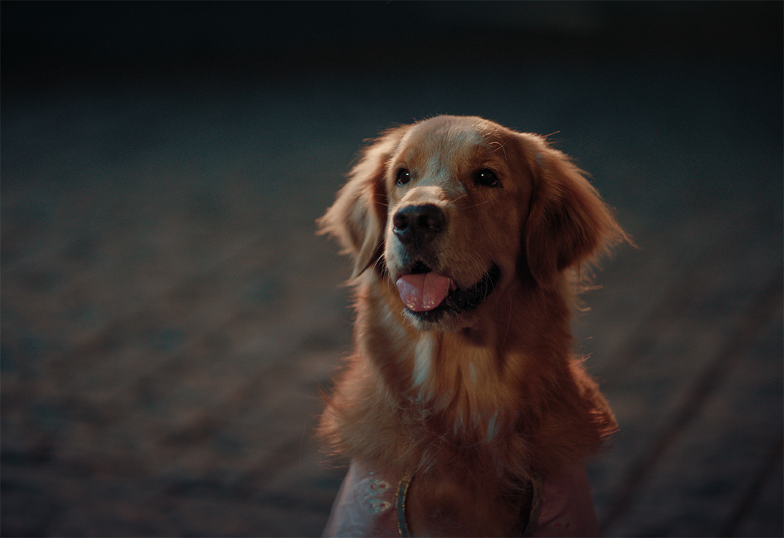 OnePlus releases 2024 Diwali campaign