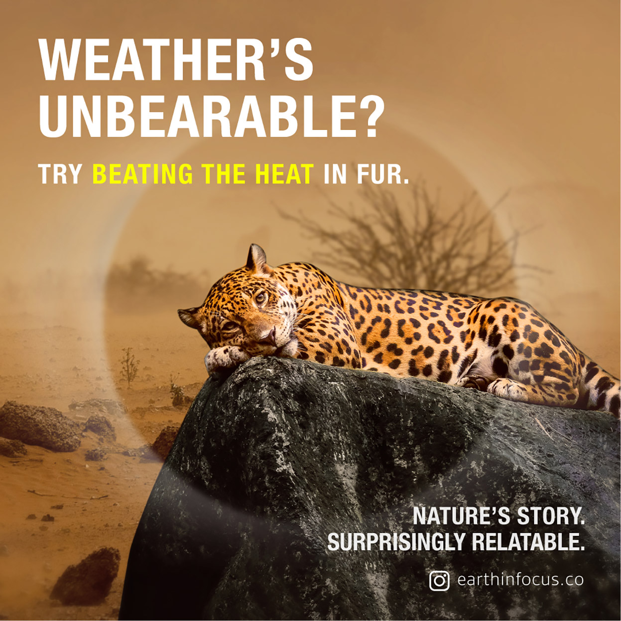 Wild Space launches Singapore’s first nature film festival with surprisingly relatable stories