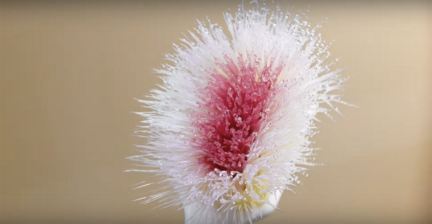 Colgate and WPP@CP create new ‘Flower’ that warns of the risks of ignoring oral hygiene