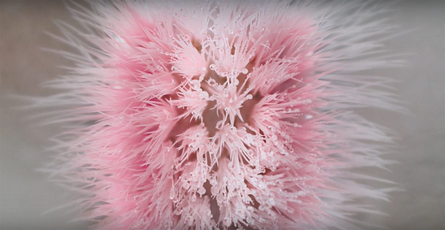 Colgate and WPP@CP create new ‘Flower’ that warns of the risks of ignoring oral hygiene