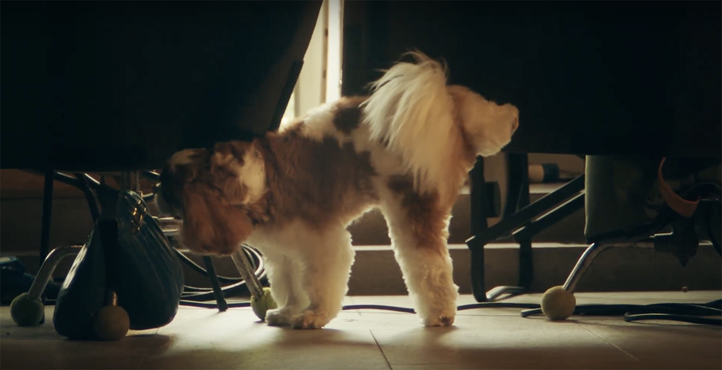 Bangkok agency WORK! WORK! and Deserve create campaign where pets run the show