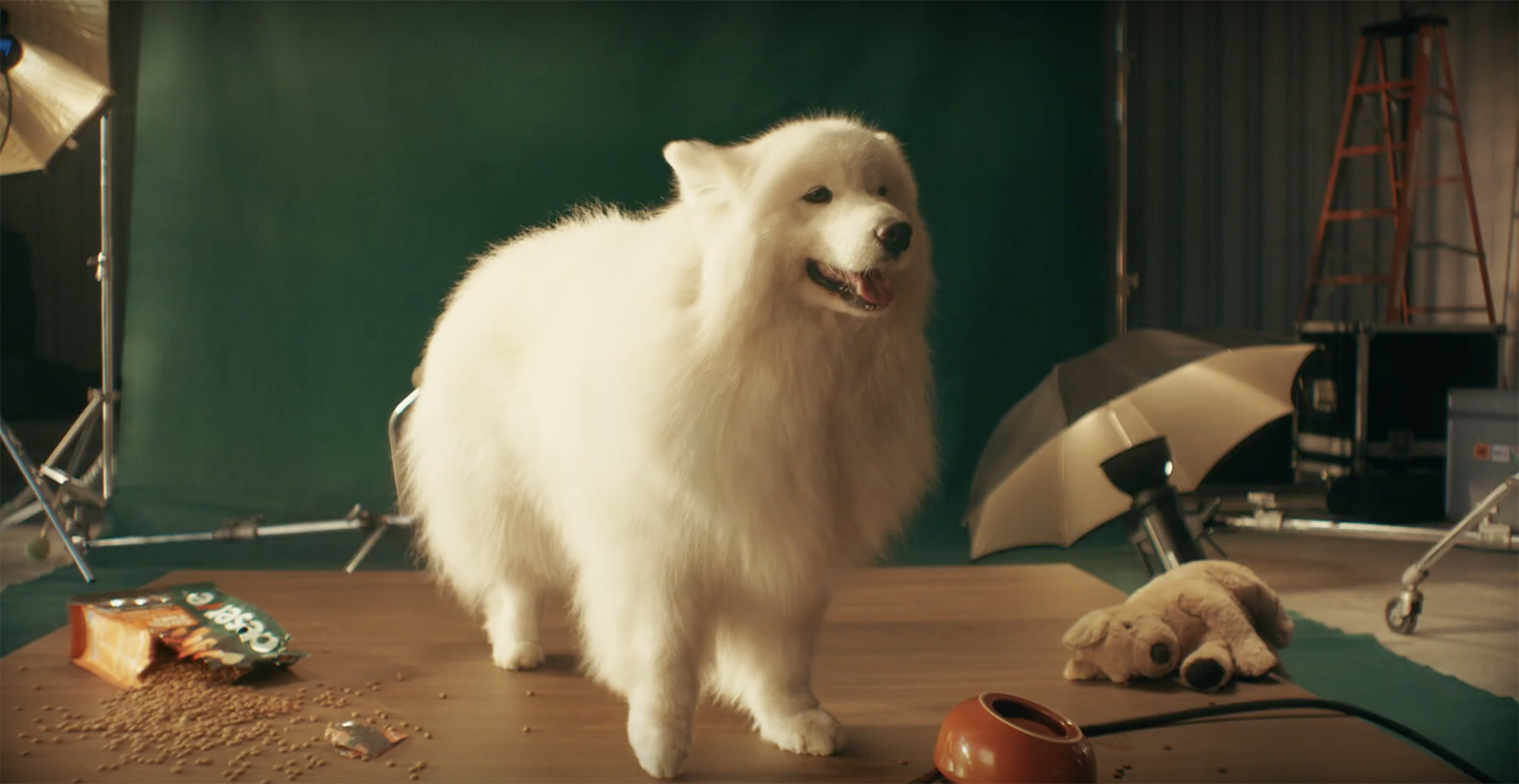 Bangkok agency WORK! WORK! and Deserve create campaign where pets run the show