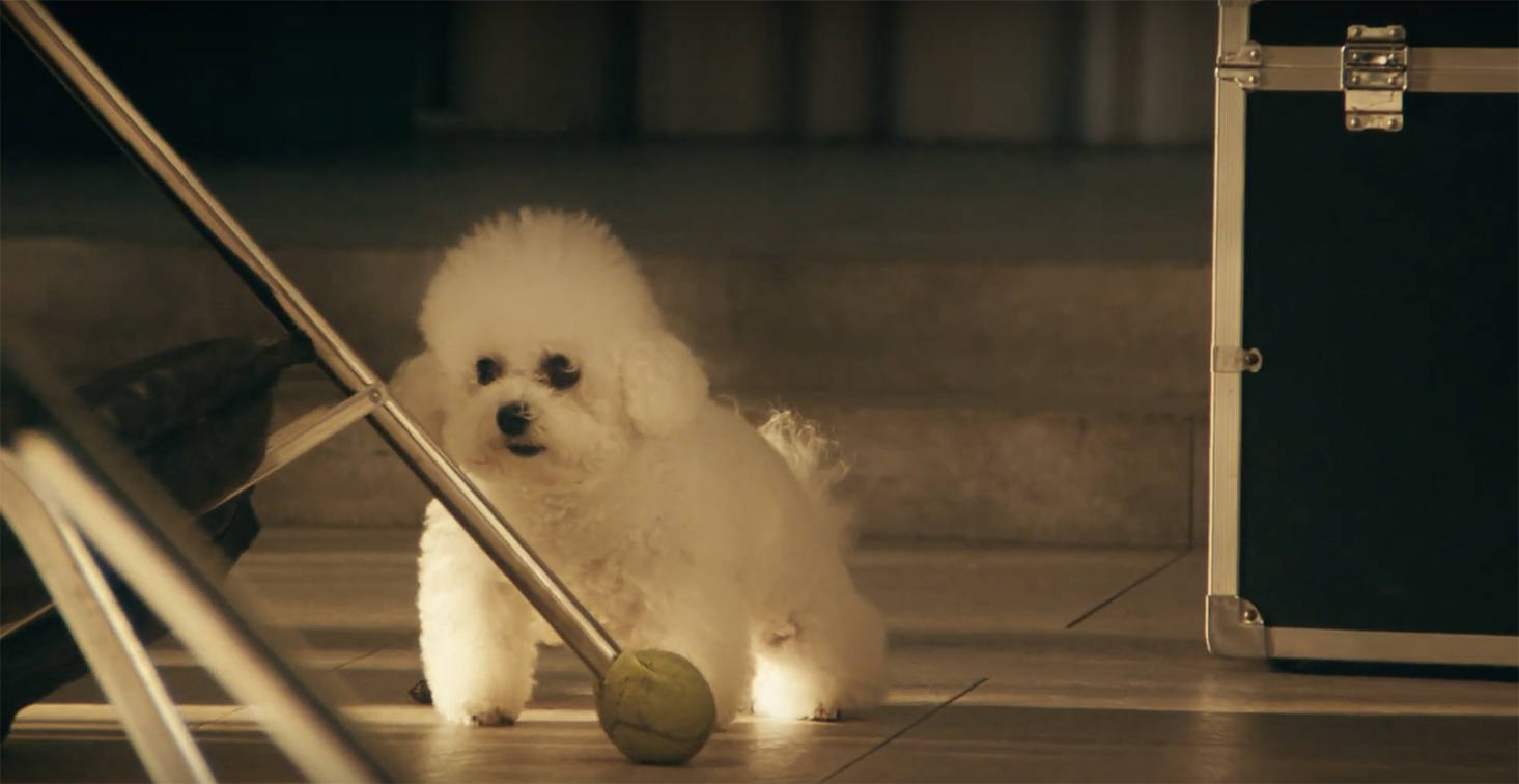 Bangkok agency WORK! WORK! and Deserve create campaign where pets run the show