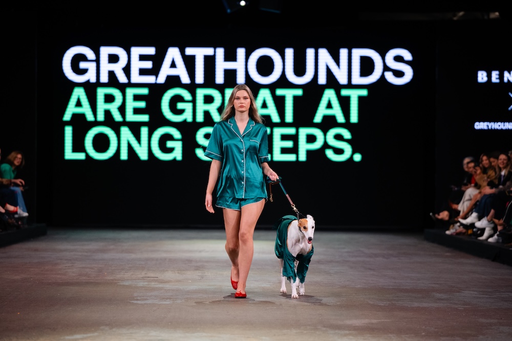 Greyhounds strut the runway at NZ Fashion Week in new adoption campaign via Special New Zealand