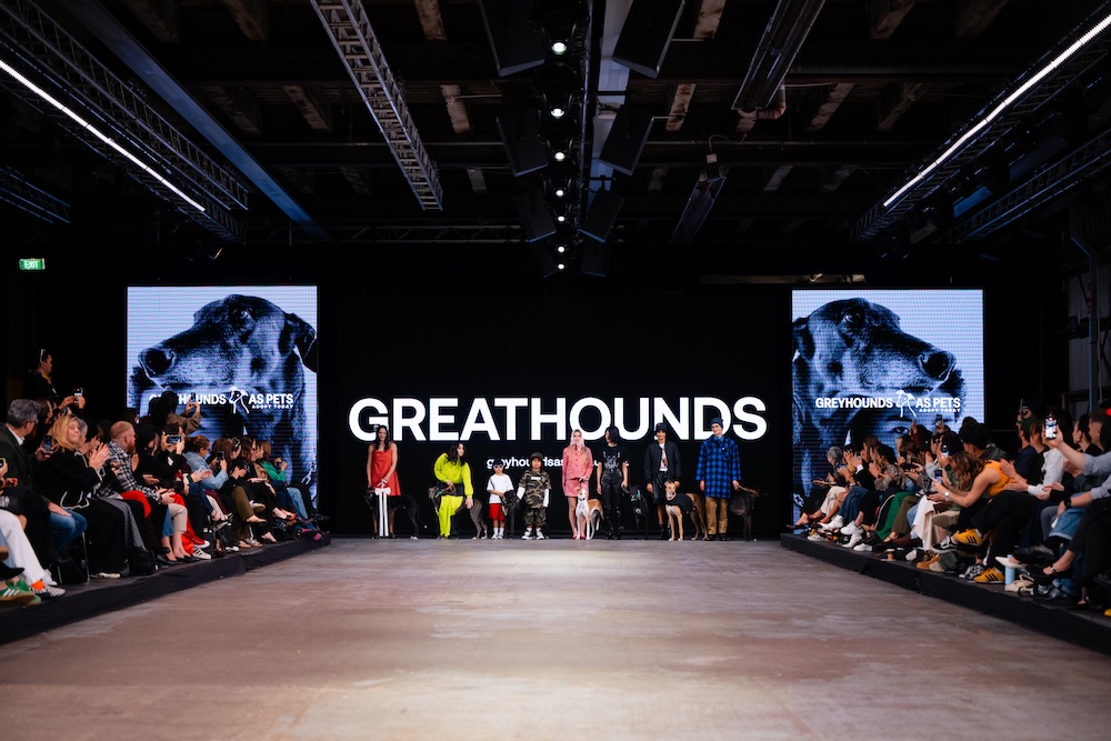 Greyhounds strut the runway at NZ Fashion Week in new adoption campaign via Special New Zealand
