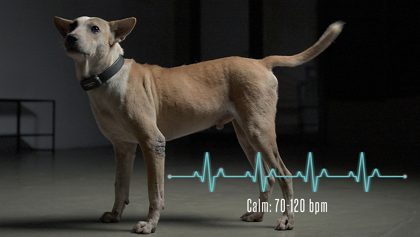 Fortuna Indonesia and Hope for Strays launch Pawtective Siren to protect stray dogs