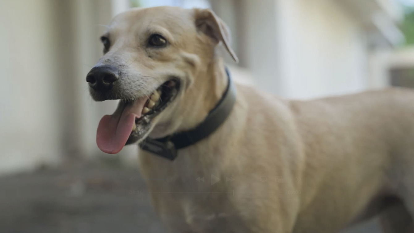 Fortuna Indonesia and Hope for Strays launch Pawtective Siren to protect stray dogs