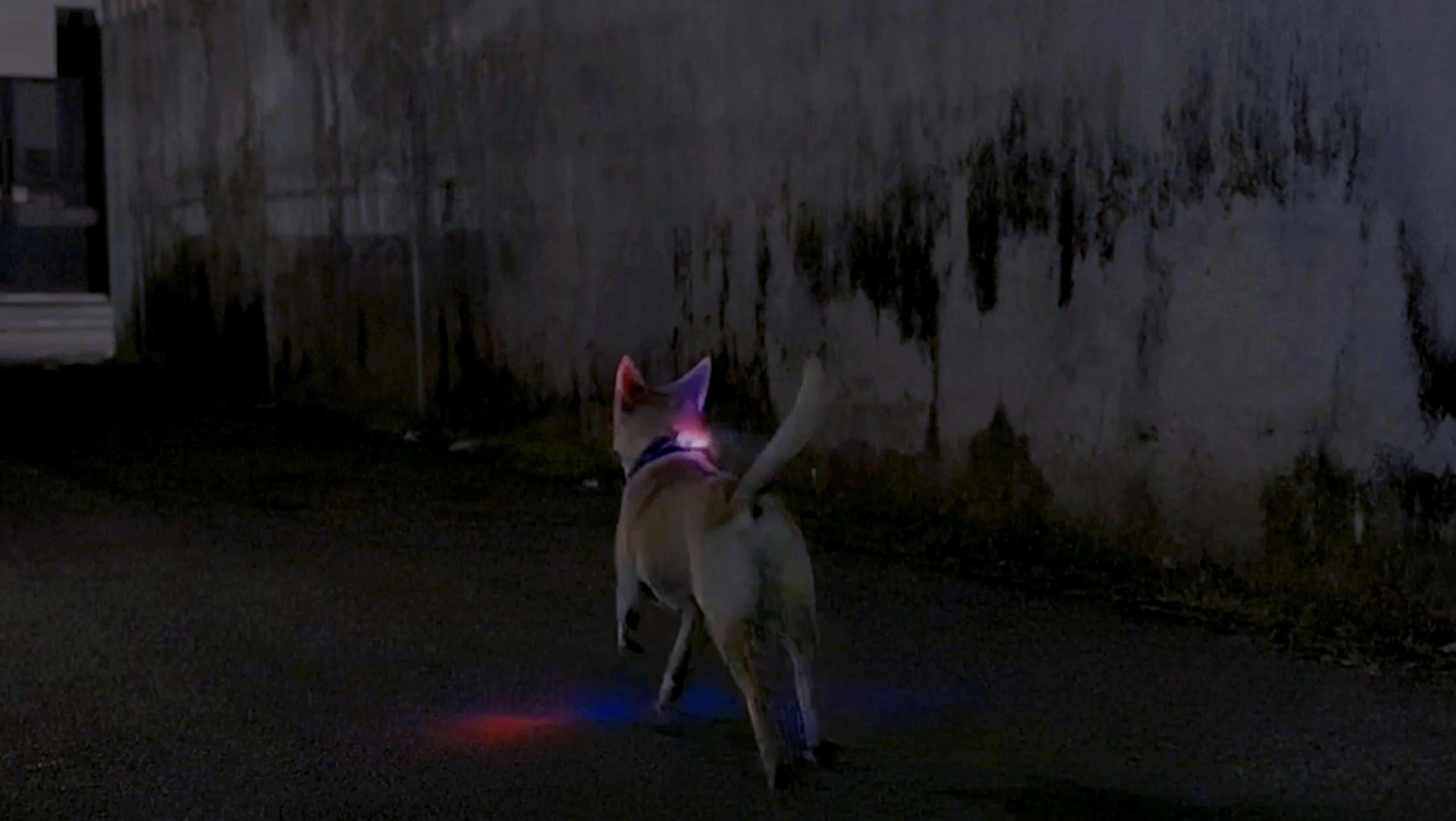 Fortuna Indonesia and Hope for Strays launch Pawtective Siren to protect stray dogs