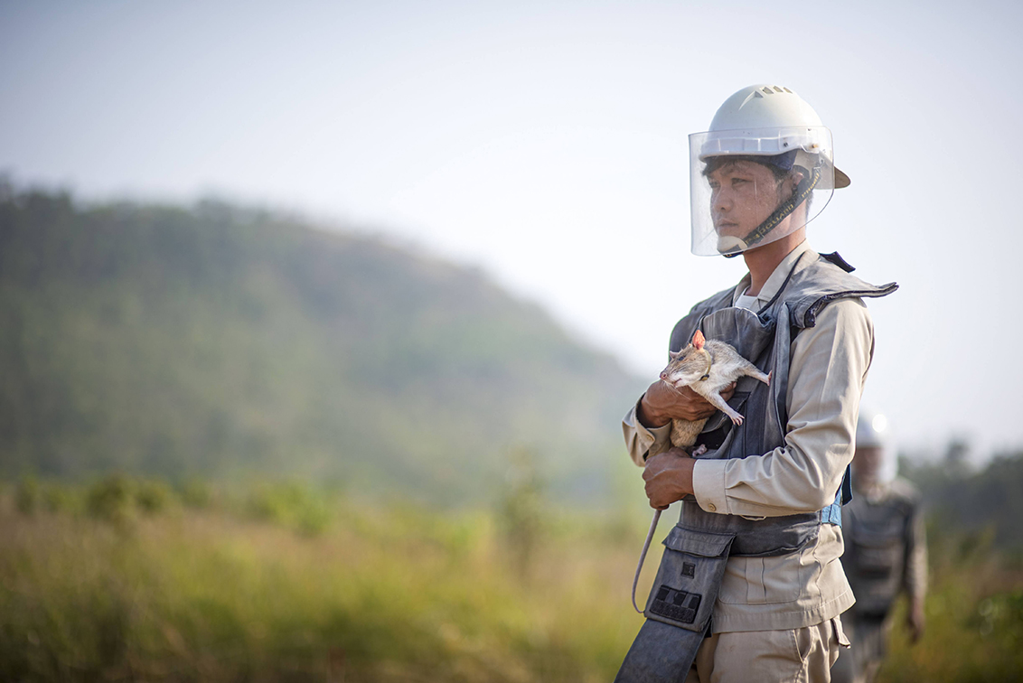 APOPO, TBWA\Singapore and Kohlective unveil monument honouring landmine-detecting rat