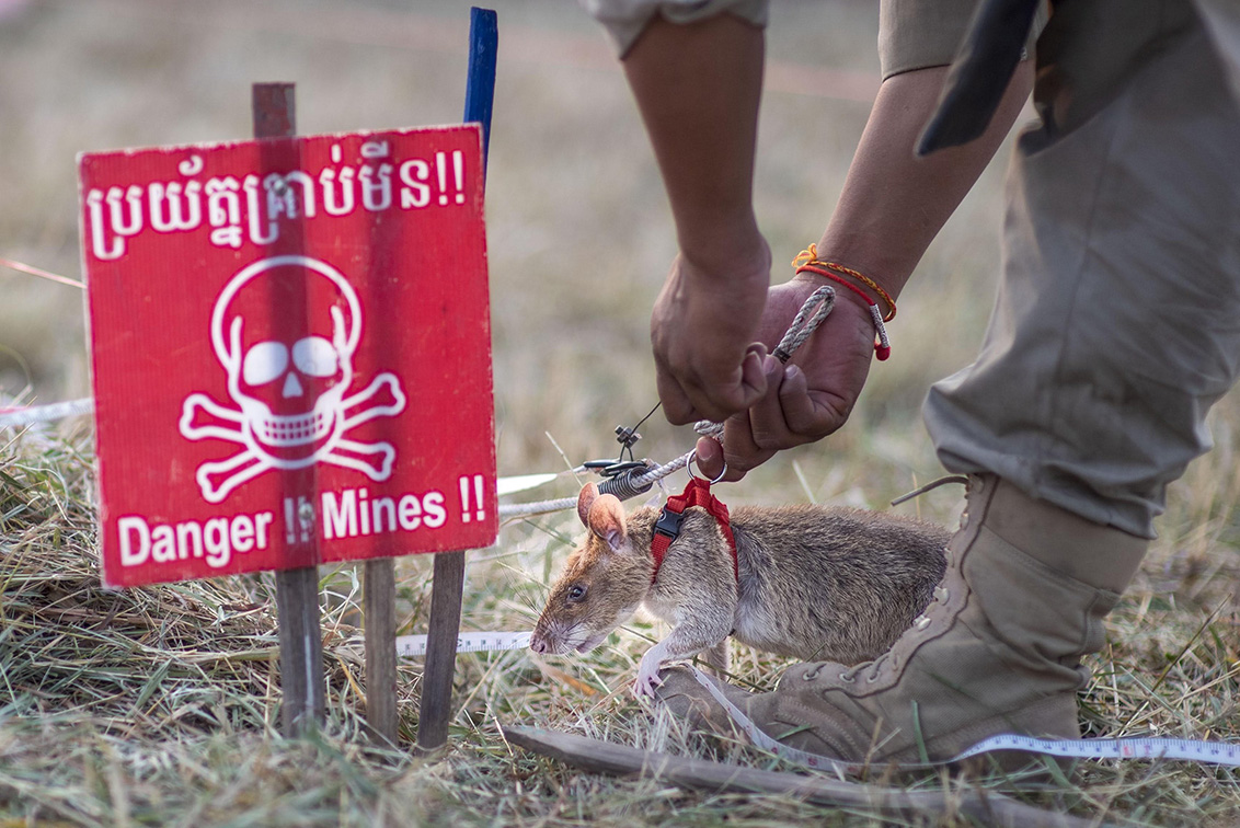 APOPO, TBWA\Singapore and Kohlective unveil monument honouring landmine-detecting rat