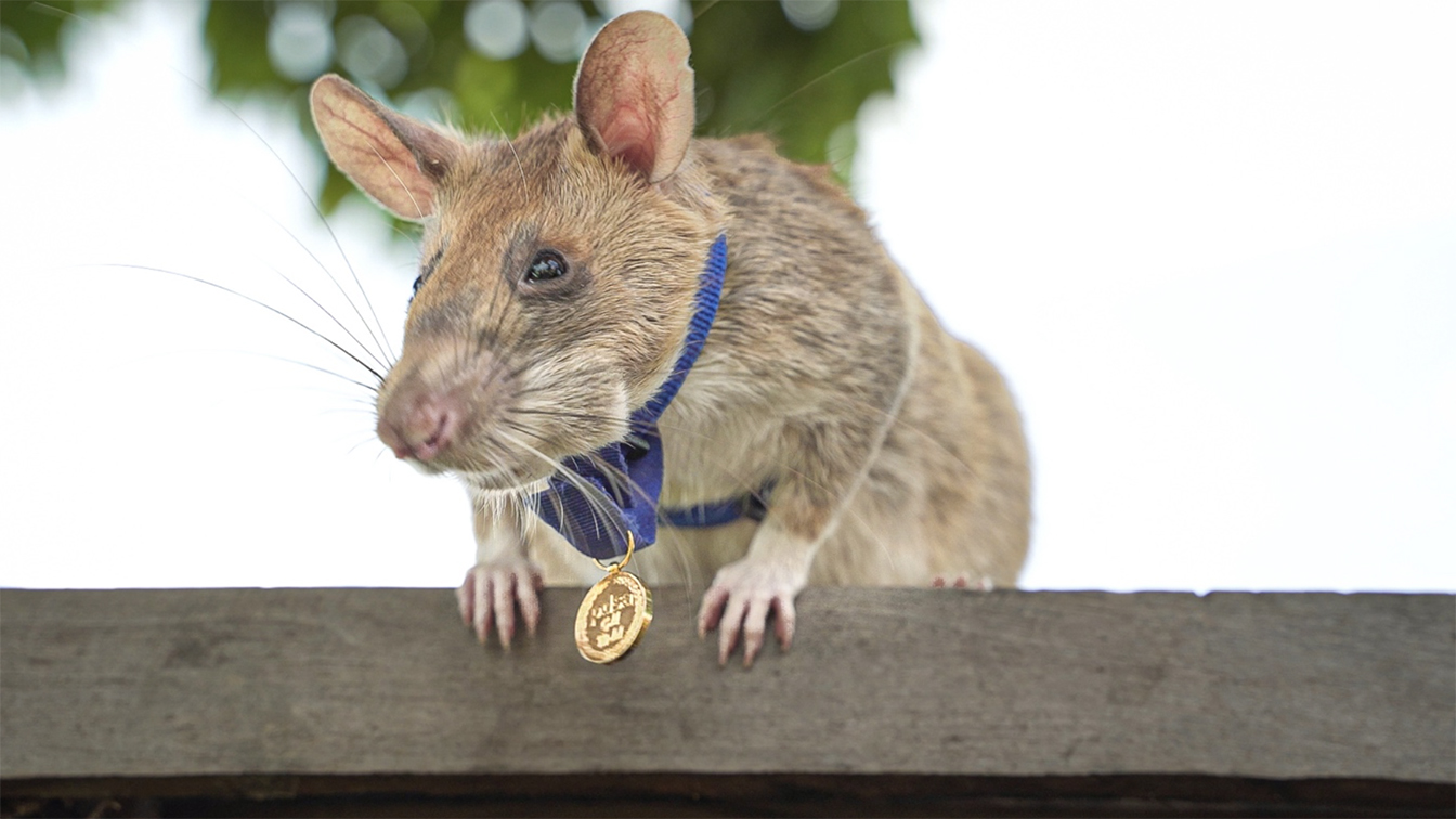 APOPO, TBWA\Singapore and Kohlective unveil monument honouring landmine-detecting rat
