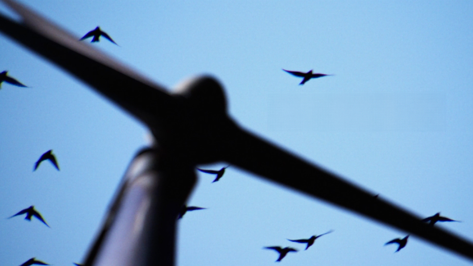Spoor and FP7 McCANN MENAT launch ‘The Birdwatcher’ to protect wind farm wildlife