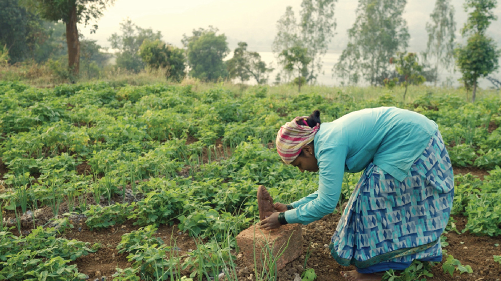 Into Creative and VJ Organic Farms launch ‘Vighnaharta’ to repel rats naturally